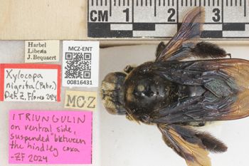 Media type: image;   Entomology 816431 Aspect: labels